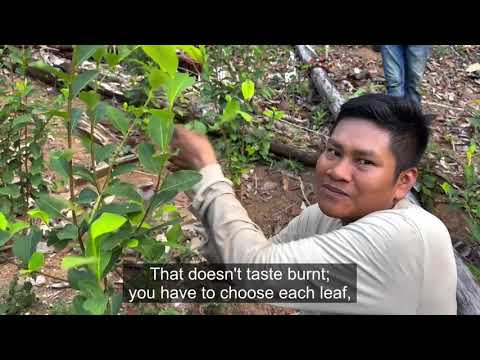 Enseñanza sobre las hojas para la producción de mambe en Zeríya